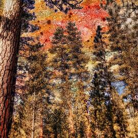 Colorful Forest Canopy View with lichen sky by Bruce Block