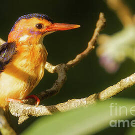 Colorful Kingfisher on Branch by Natural Focal Point Photography