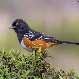 Colorful Spotted Towhee Perched on Bush by Joe Fisher