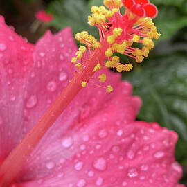 Colorful Stamen