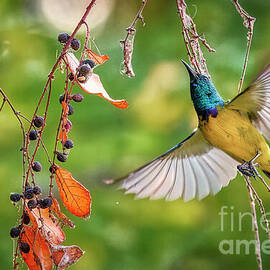 Colorful Sunbird Reaching for Berries by Natural Focal Point Photography