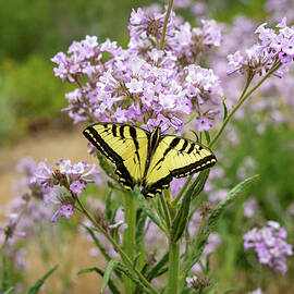 Colorful Swallowtail by Diane Moller