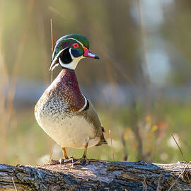 Colors by James Overesch