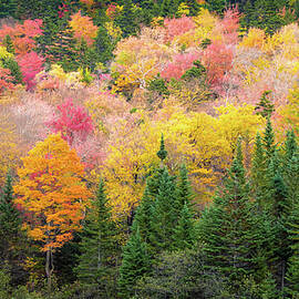 Colors of Fall by Dave King