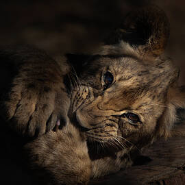 Come Play by Matt Halvorson