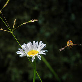 Coming At You by Mary Lee Dereske