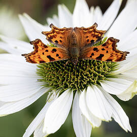Comma Butterfly on White Flower by Shirley Mitchell