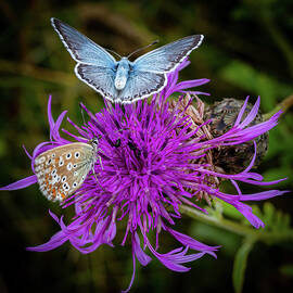 Common Blue Butterflies by Shirley Mitchell