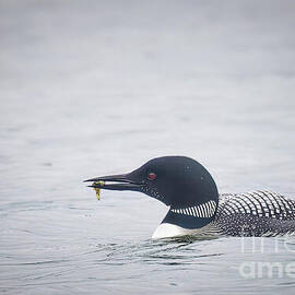 Common Loon Swimming in Twin Lakes by Natural Focal Point Photography