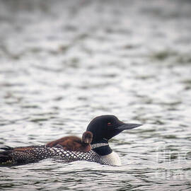 Common Loon with Chick on Rice Lake NWR by Natural Focal Point Photography