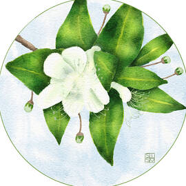 Common Myrtle in Bloom by Snow Iris Studio