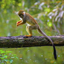 Common Squirrel Monkey on a Tree Branch above Water by Miroslav Liska