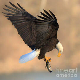 Conowingo Dam Eagle Sunset Catch Closeup by Adam Jewell