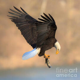Conowingo Dam Eagle With Freshly Caught Fish by Adam Jewell