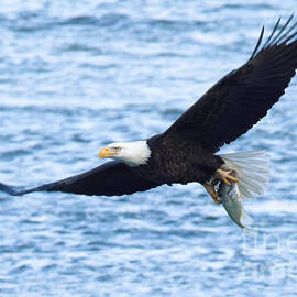 Conowingo Eagle With A Fresh Catch by Adam Jewell