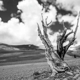 Consulting the Bristlecone Talisman by Joe Schofield