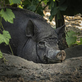 Contented Boar in Vineyard Shade by Joanne Eastope