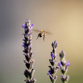 Converting the Extra Point by Joe Schofield
