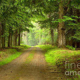 Cook Forest Rhododendron Trail View by Adam Jewell
