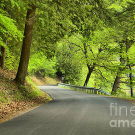Cook Forest Scenic Drive by Adam Jewell