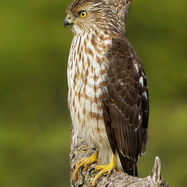 Cooper's Hawk Perched on Branch by Joe Fisher