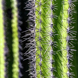 Cardon Spines Abstract by Kelley King