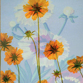 Coreopsis French Seed Packet by Mary Lee Dereske