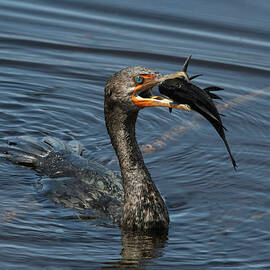 Cormorant 1A by Sally Fuller
