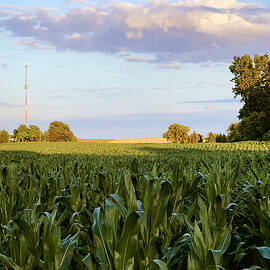 Cornfield Serenity by Travel Essayist
