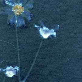 Cosmos to the Left Cyanotype by Elizabeth Reich