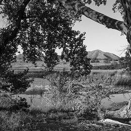Cottonwood and Pond in New Mexico Desert in B W by Mary Lee Dereske