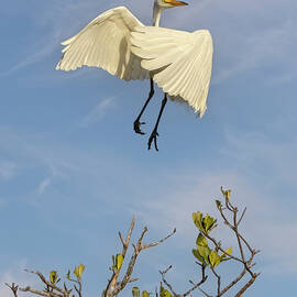 Count Egret In Flight by Susan Candelario
