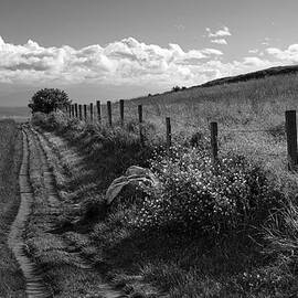 Country Lane at Ebey's Landing by Mary Lee Dereske