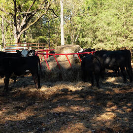 Cows in the corral by Flees Photos