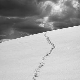 Coyote Tracks in the Snow Valles Caldera New Mexico by Mary Lee Dereske