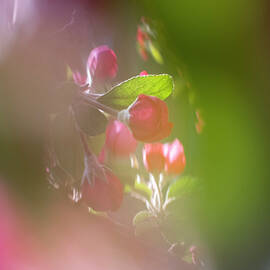 Crabapple Dreams by Mary Lee Dereske