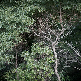 Cradled in Death by Mary Lee Dereske