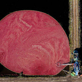 Cranberry Harvest NJ by Susan Candelario