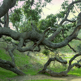 Creepy Tree by Alison Frank