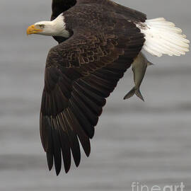 Cruising With A Fresh Catch by Adam Jewell