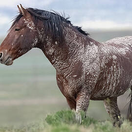 Crusty Stallion. by Paul Martin