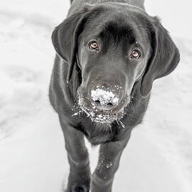 Curious Otis by DEE POTTER