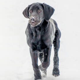 Curious Otis II by DEE POTTER