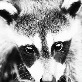 Curious Raccoon Portrait and Masked Gaze - Black and White by Dmr Filho