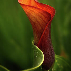 Curvey Calla by Mary Jo Allen