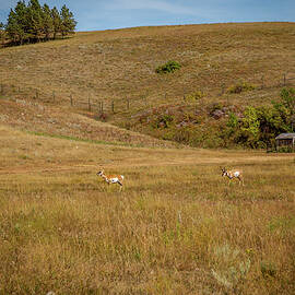 Custer State Park 2 by Cindy Robinson
