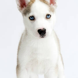 Cute husky puppy on white seamless by Seeables Visual Arts