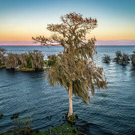 Cypress and Spanish Moss by Veterans Aerial Media LLC