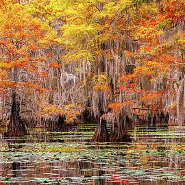 Cypress Swamp Autumn  by Richard DeYoung