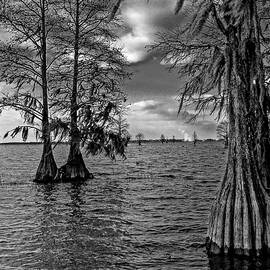 Cypress Trees at Pinopolis Point by Louis Dallara